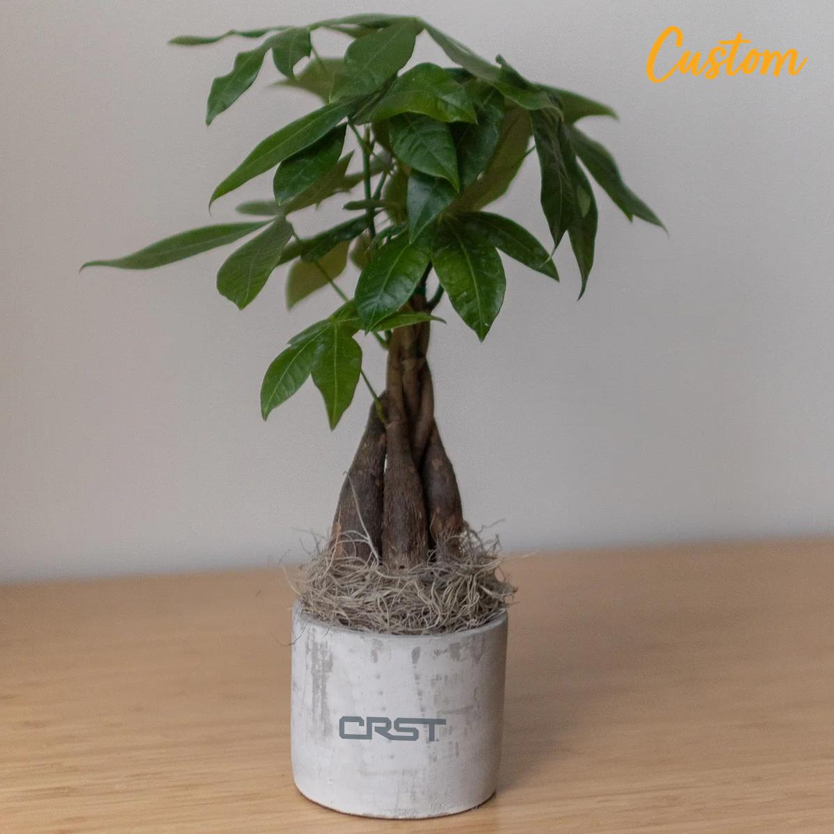 CRST Large Parker Grey